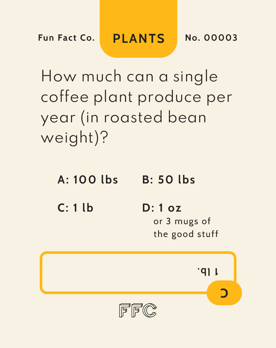 Fun Fact Co. quiz card about coffee plant production, with a yellow border and text.
