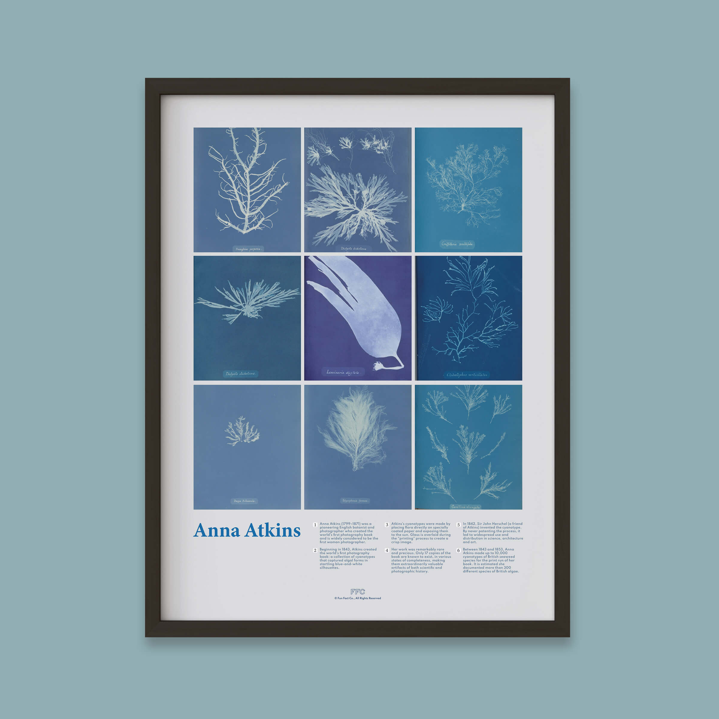 Framed poster with blue and white illustrations of plants on a light blue background