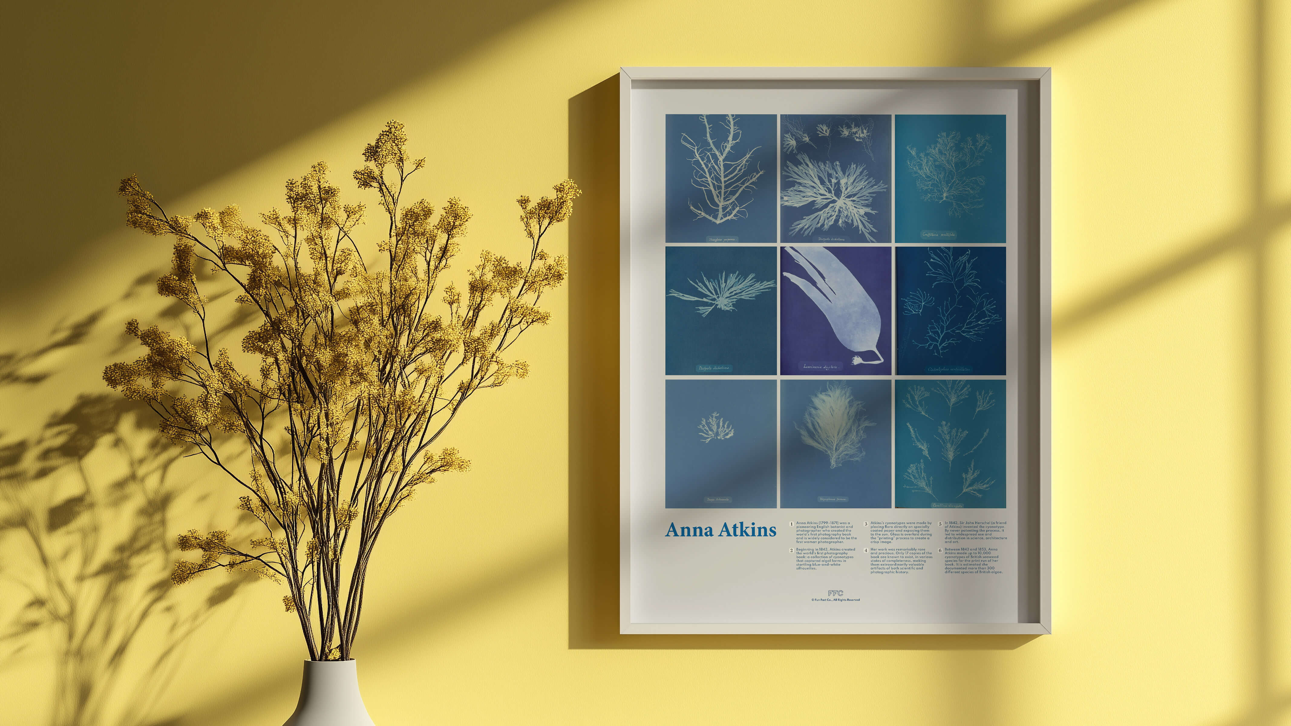 Anna Atkins Cyanotype Print | Fun Fact Co.