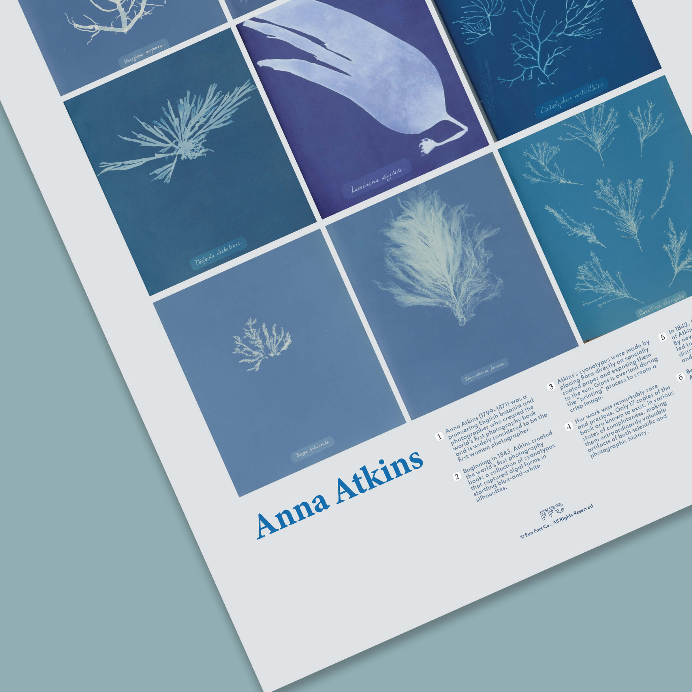 Poster with botanical illustrations and text by Anna Atkins on a light blue background
