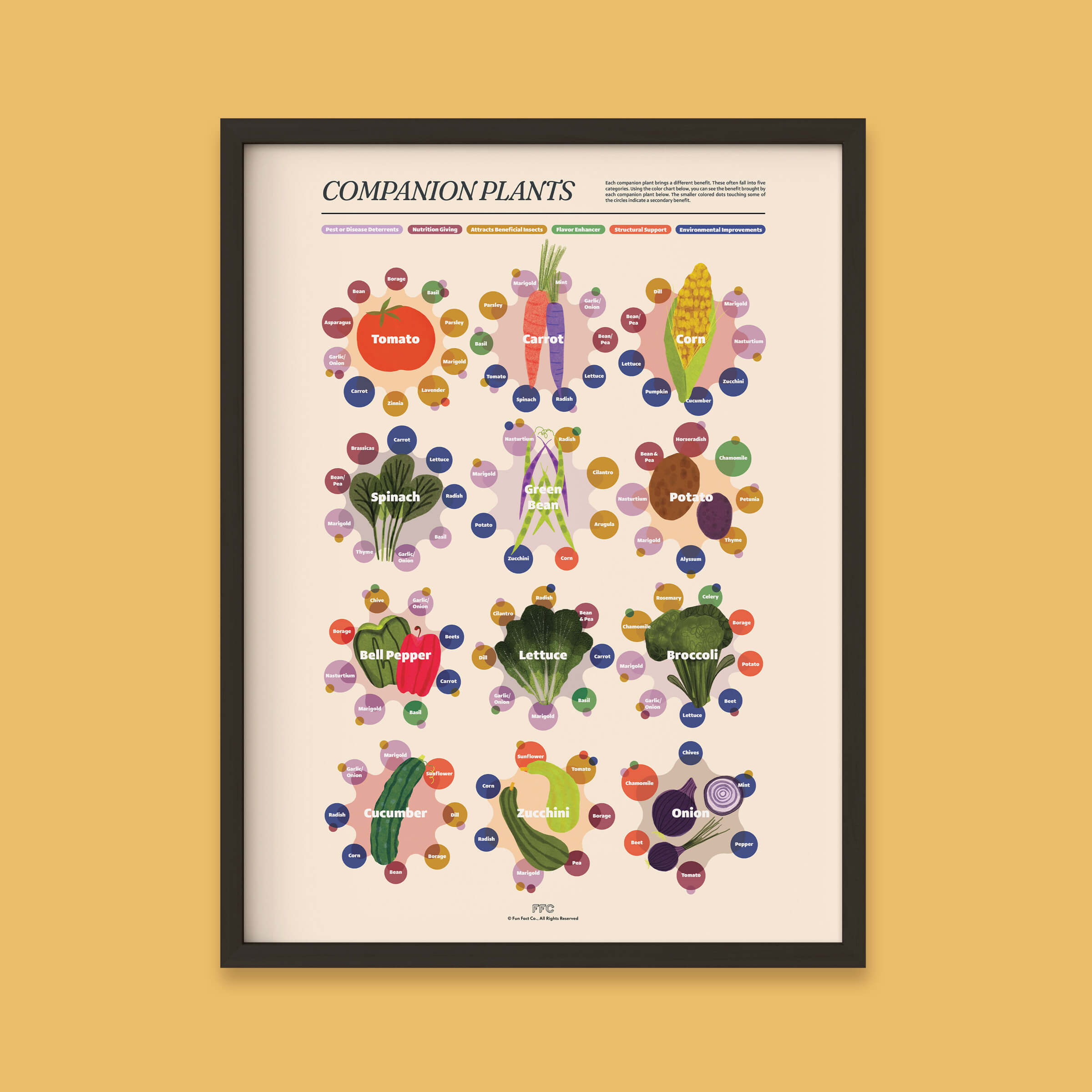 Companion Plants Illustrated Infographic Print - black frame