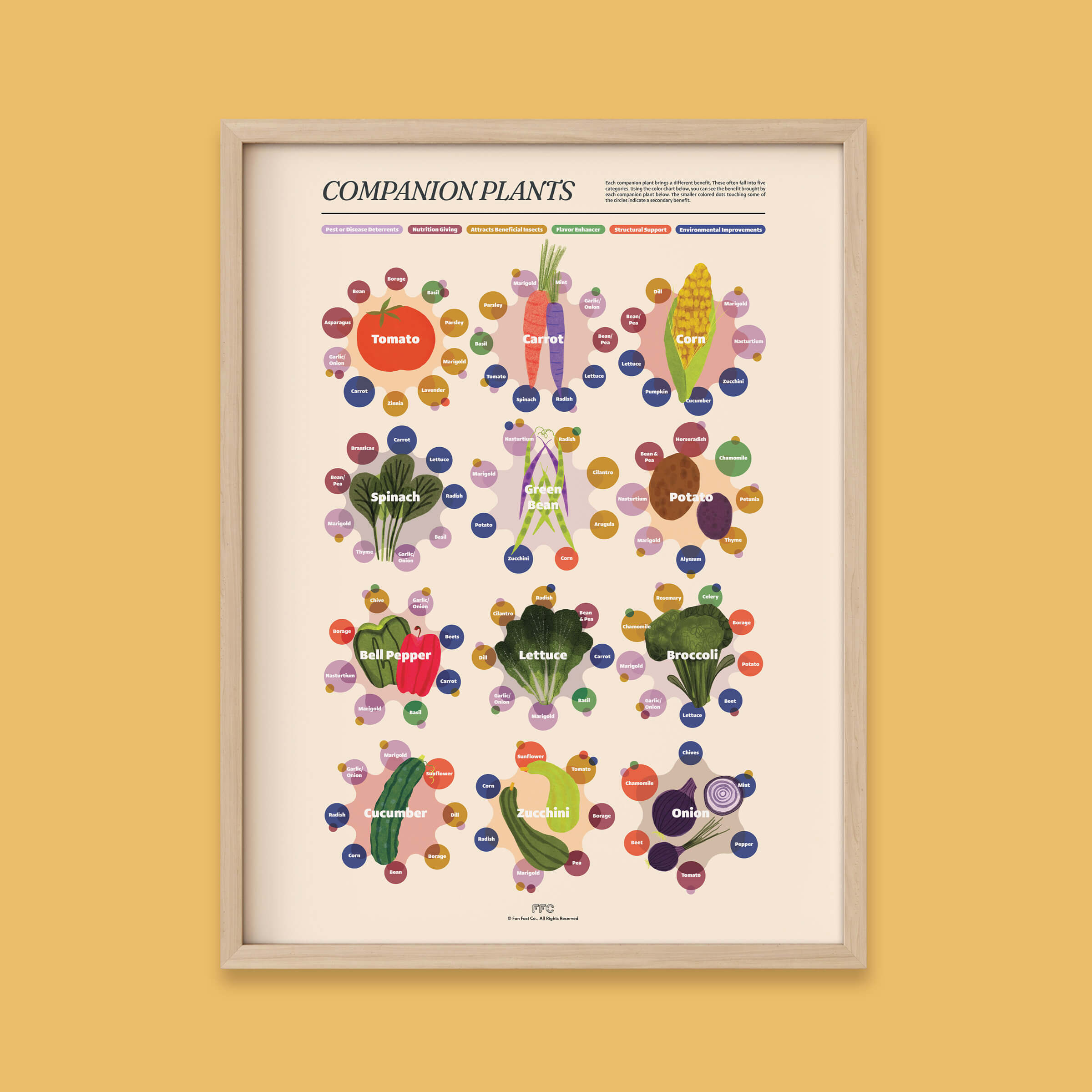 Companion Plants Illustrated Infographic Print - natural frame