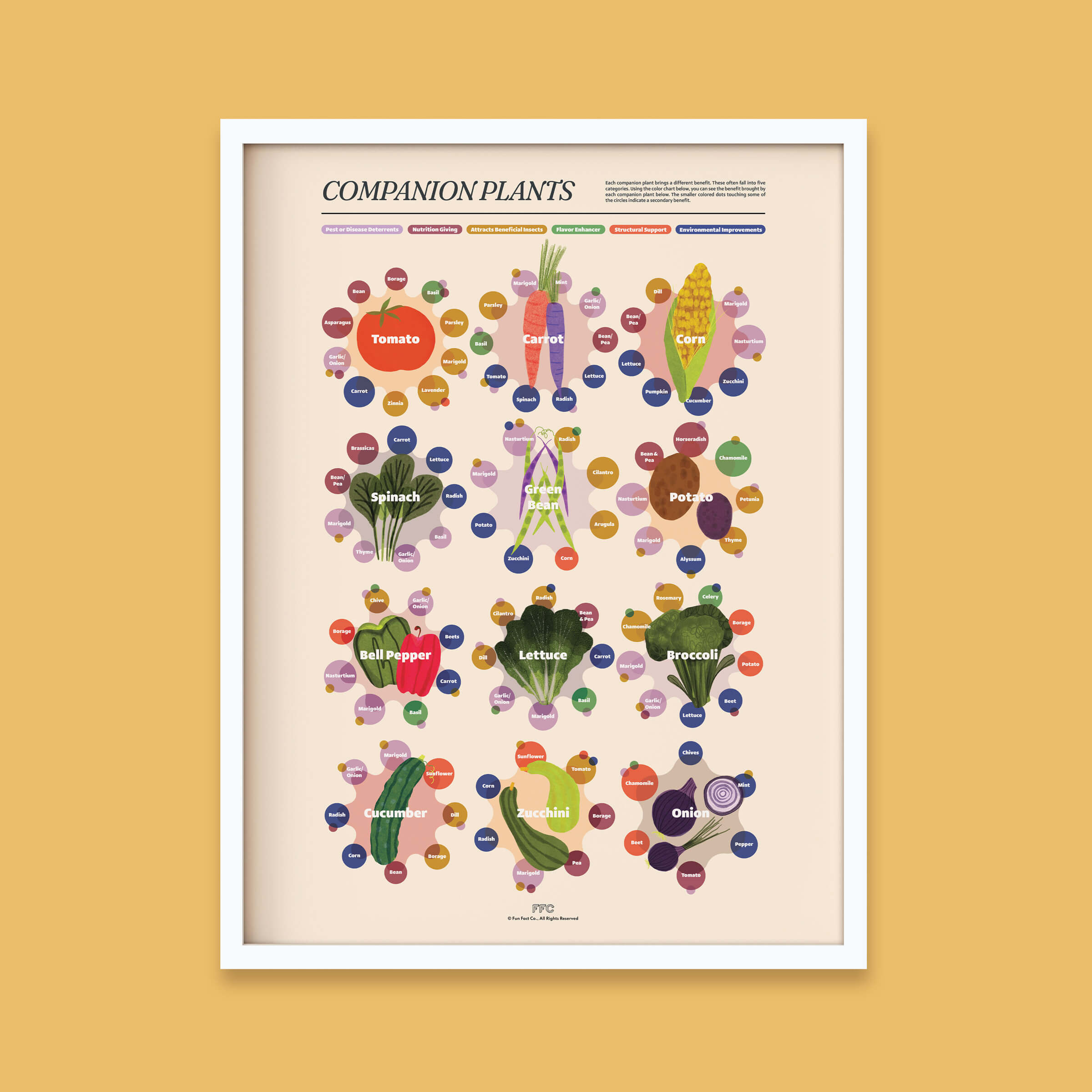 Companion Plants Illustrated Infographic Print - white frame