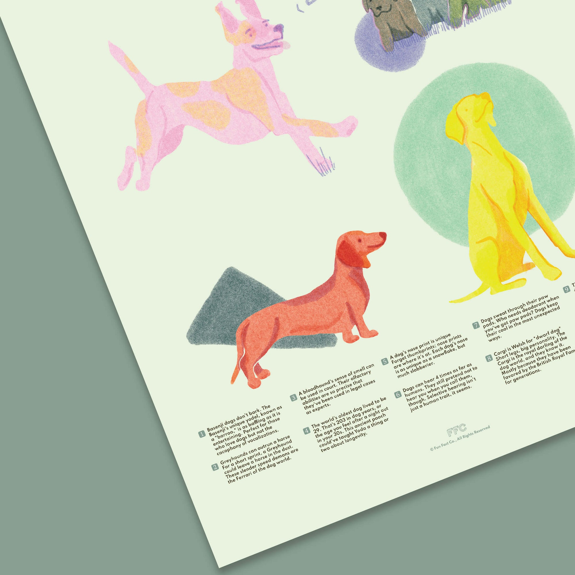 Dog Fun Facts Print, Educational Dog Poster by Fun Fact Co. - Close up
