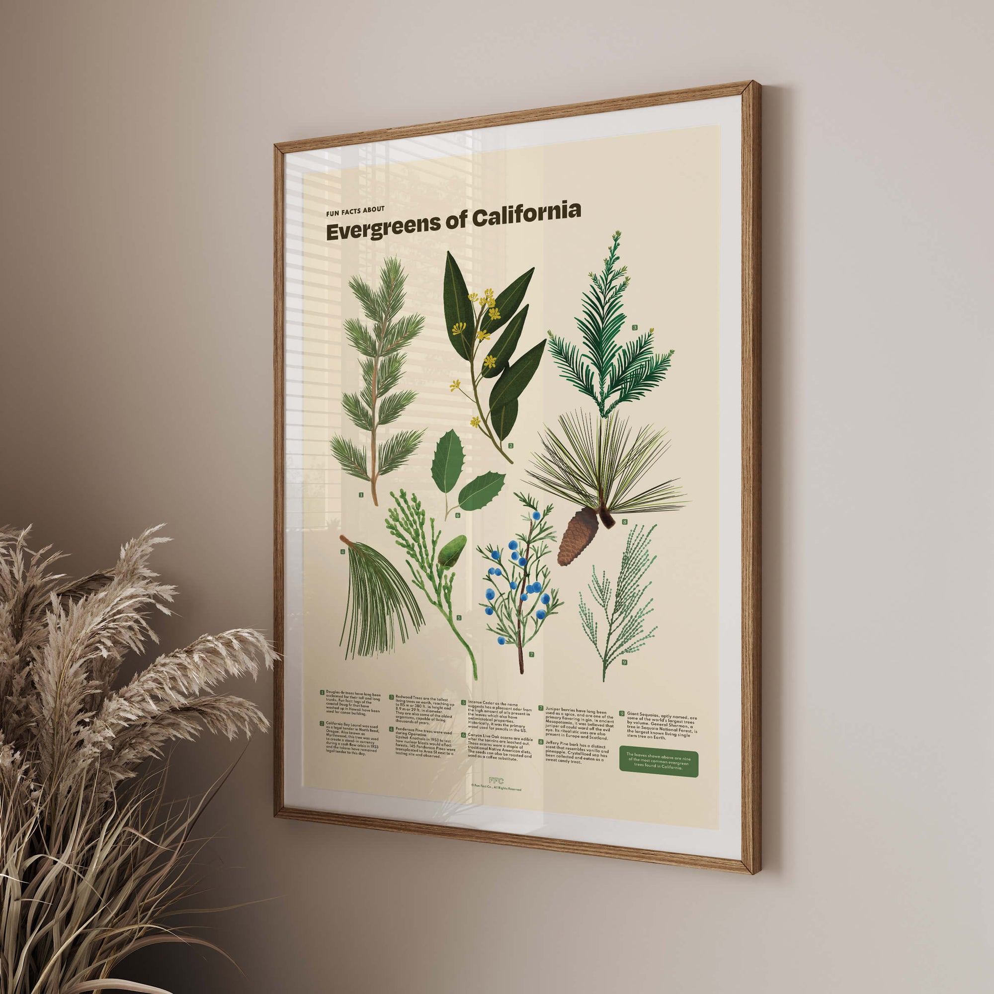 Framed poster of Evergreens of California on a beige wall with a plant to the left.