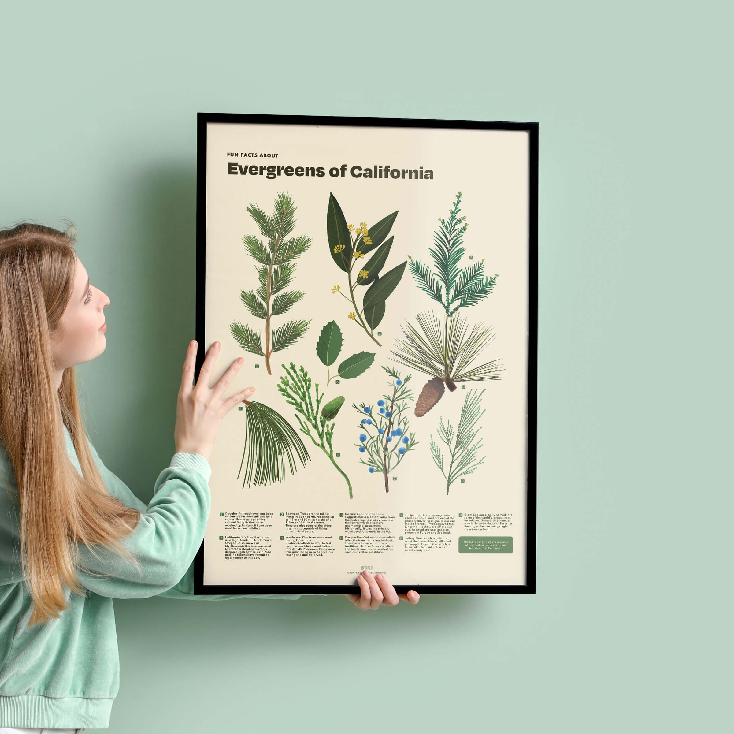 Person holding a framed poster of Evergreens of California against a light green wall.