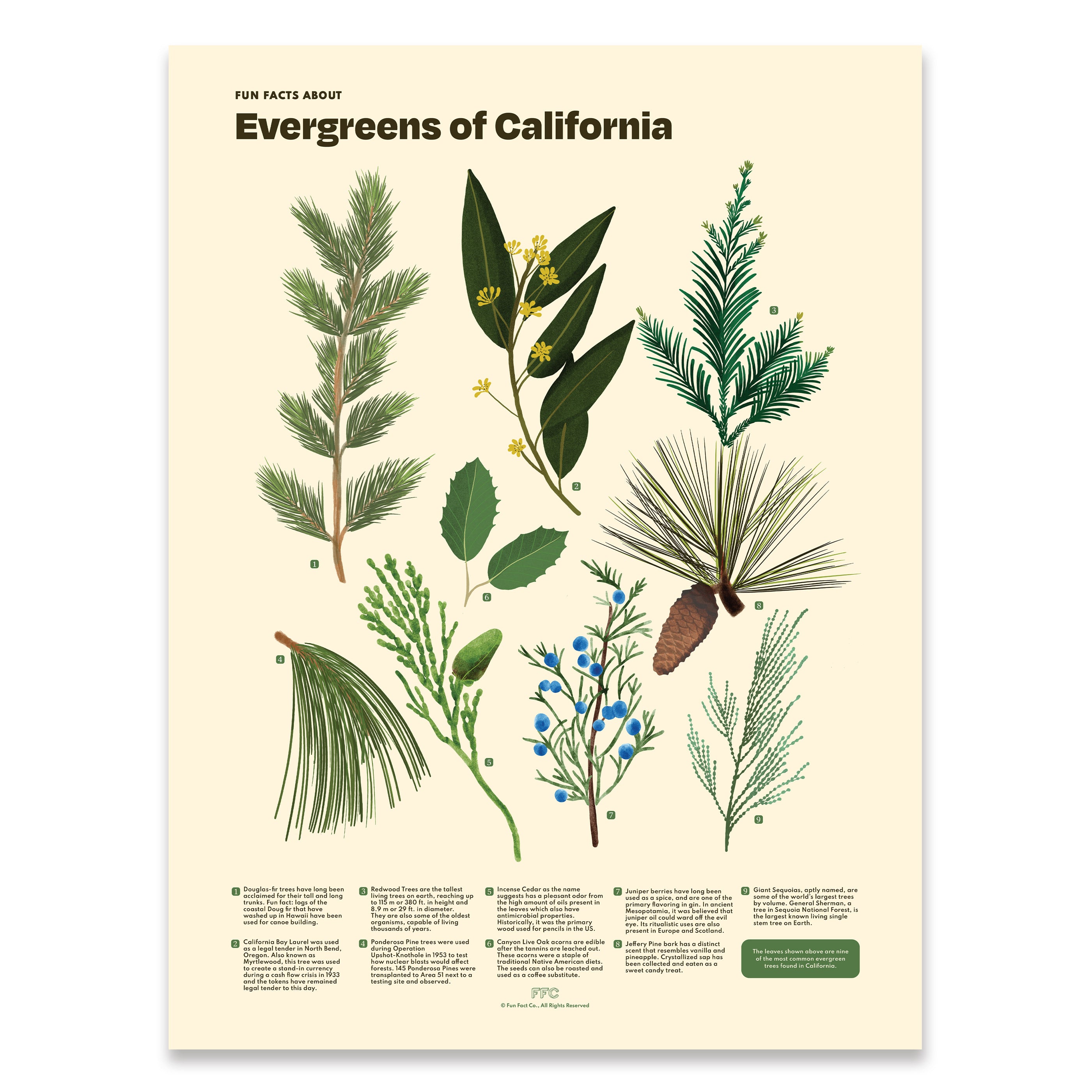 Evergreens of California Print