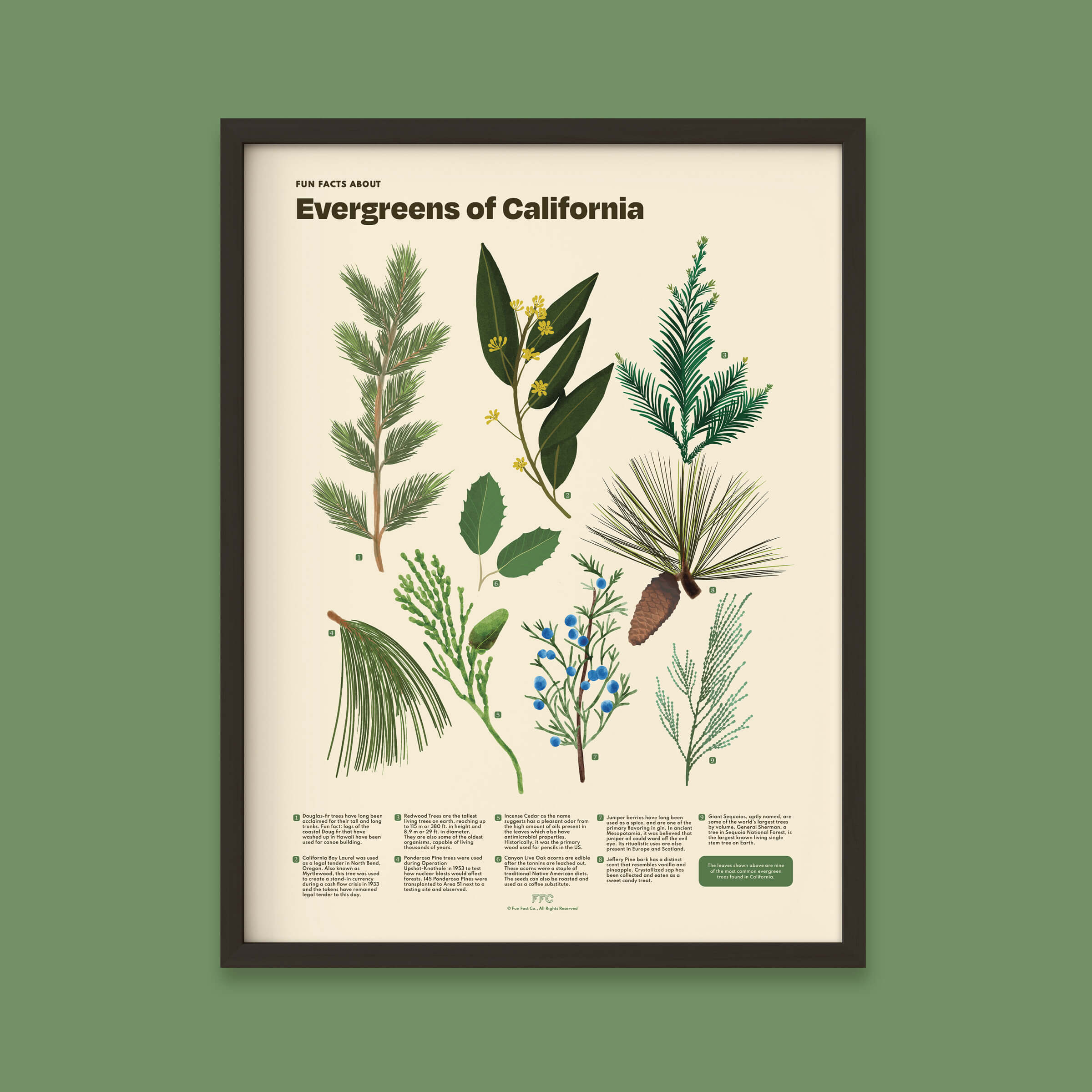 Framed poster of Evergreens of California on a green background