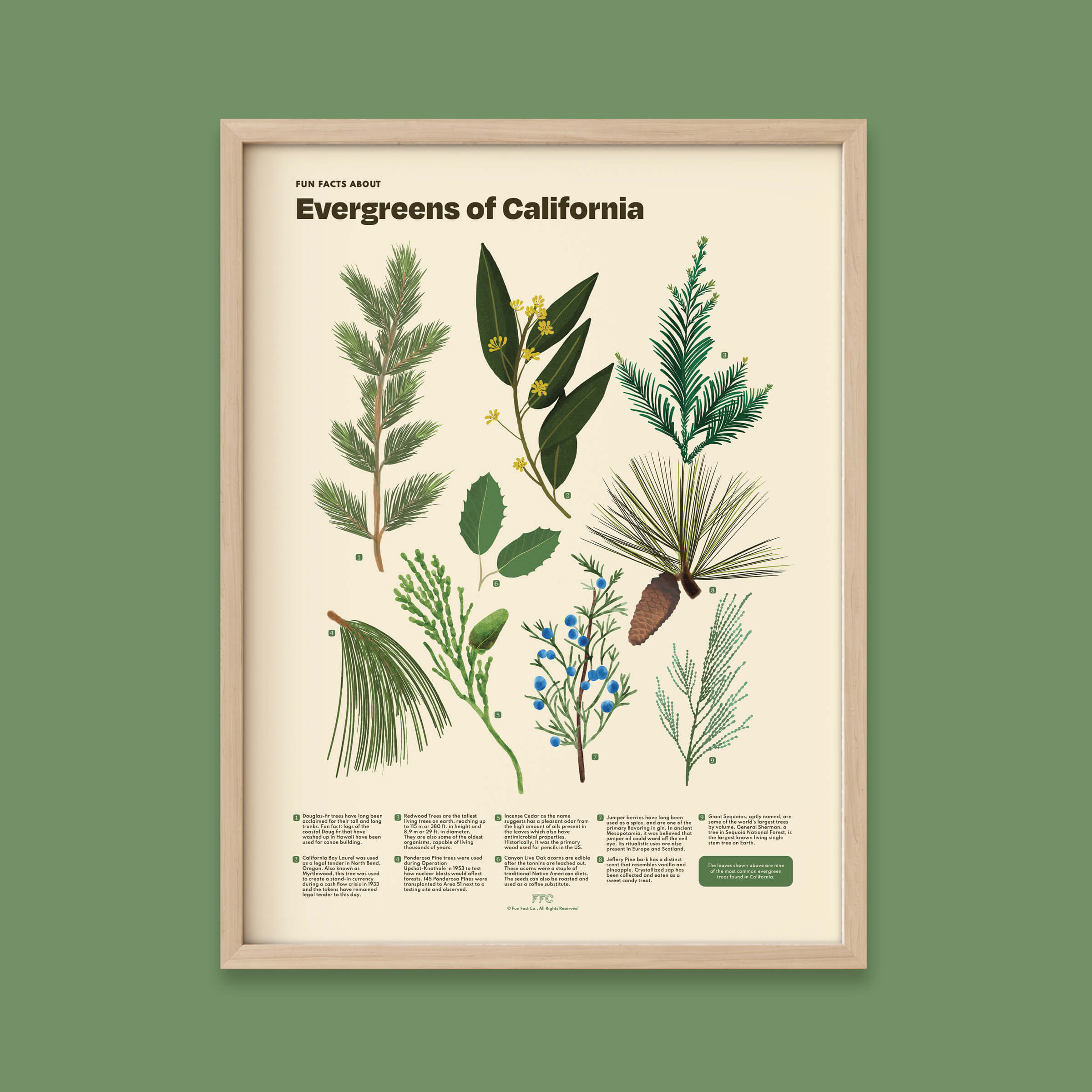 Framed poster of Evergreens of California on a green background