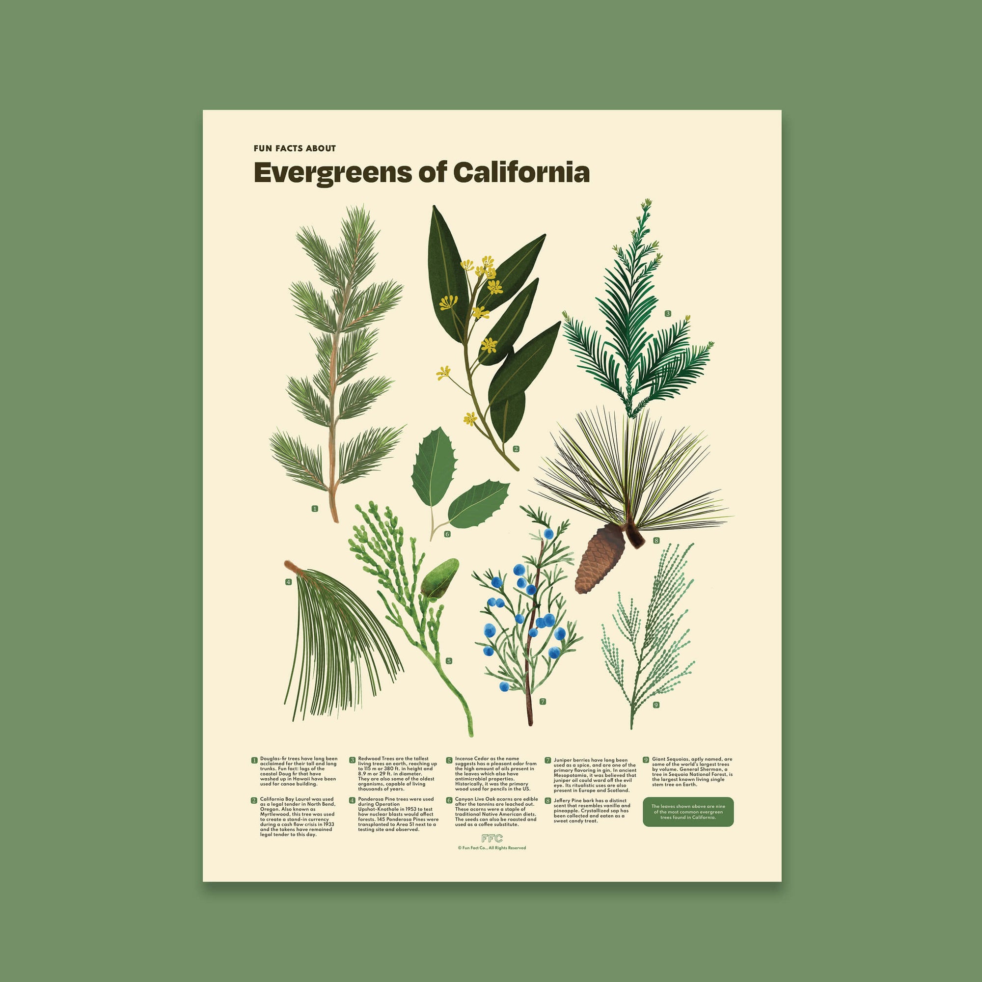 Poster with illustrations of California evergreens on a beige background