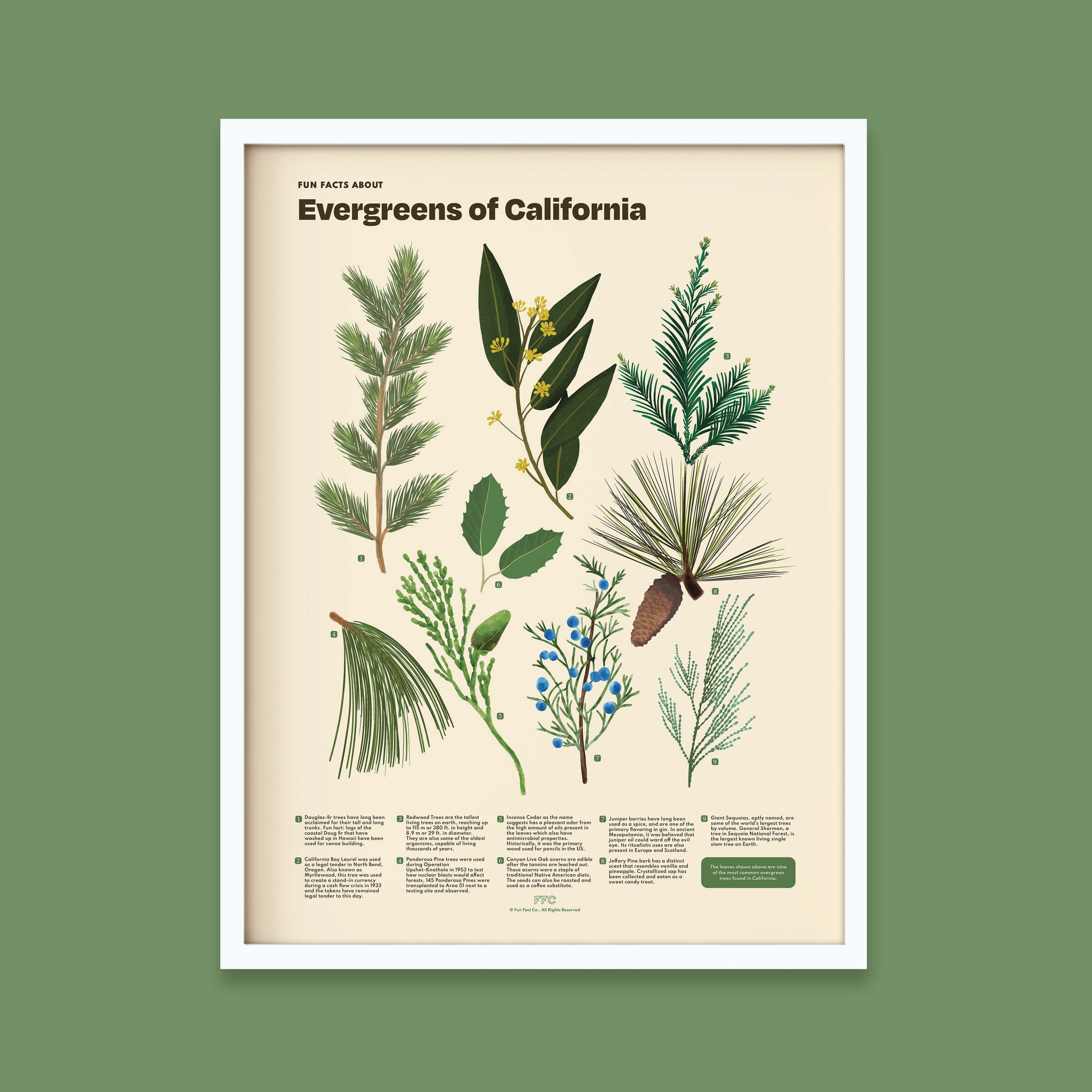Poster with illustrations of California evergreens on a beige background