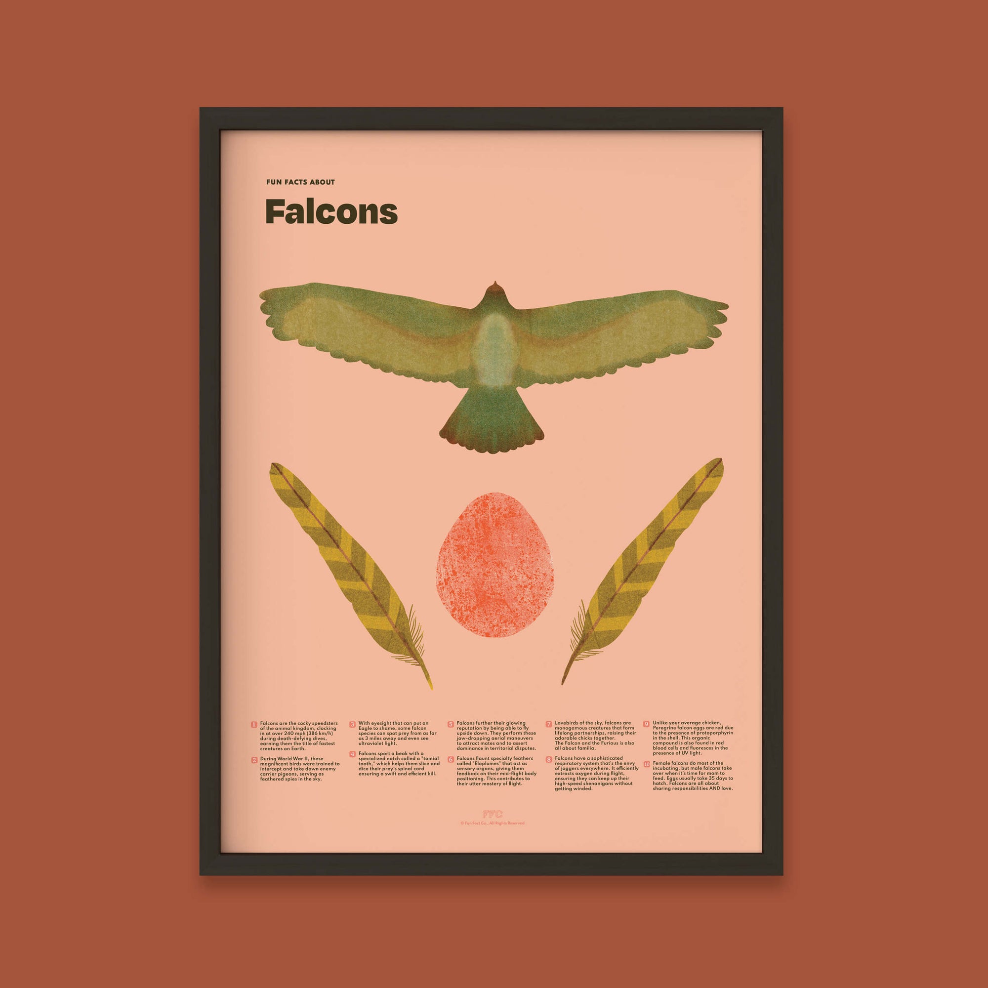 Colorful Falcon Fun Facts Poster displayed in black wood frame by Fun Fact Co.