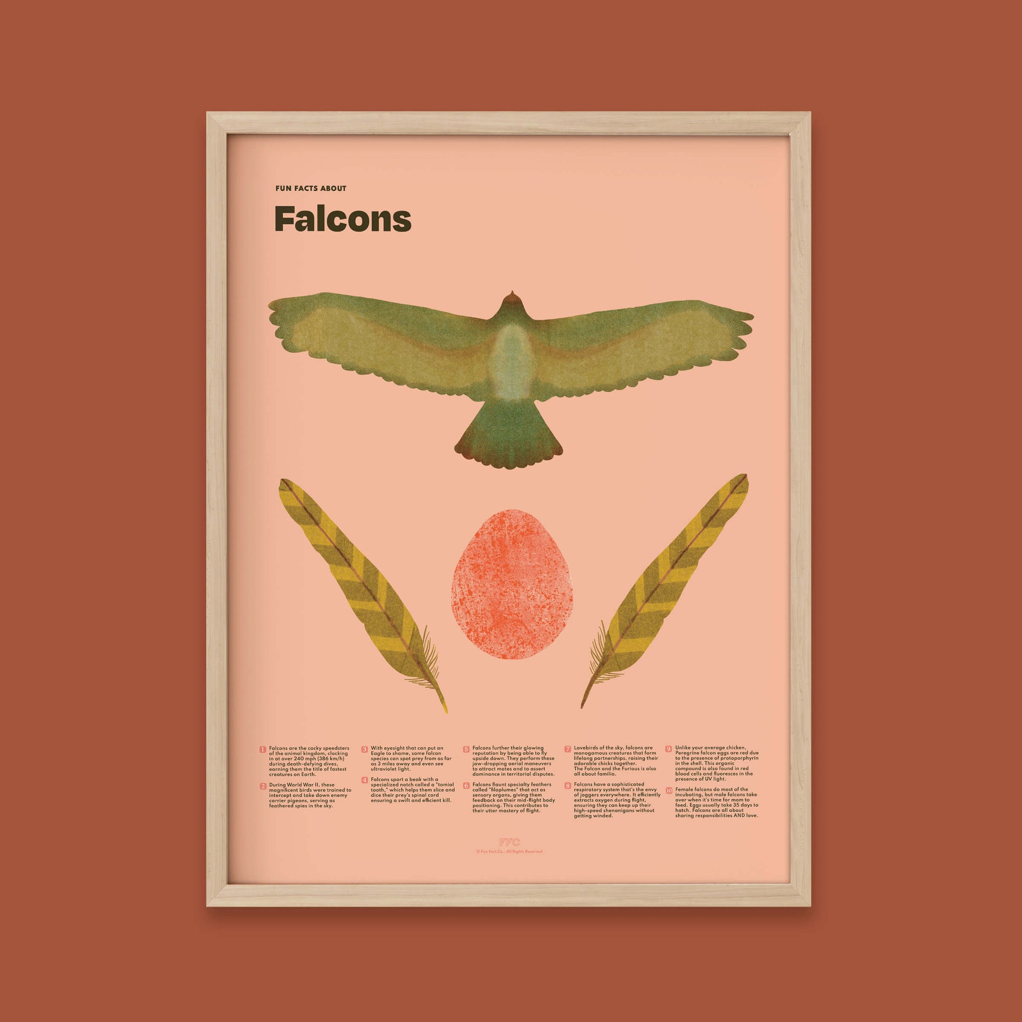 Colorful Falcon Fun Facts Poster displayed in natural wood frame  by Fun Fact Co.