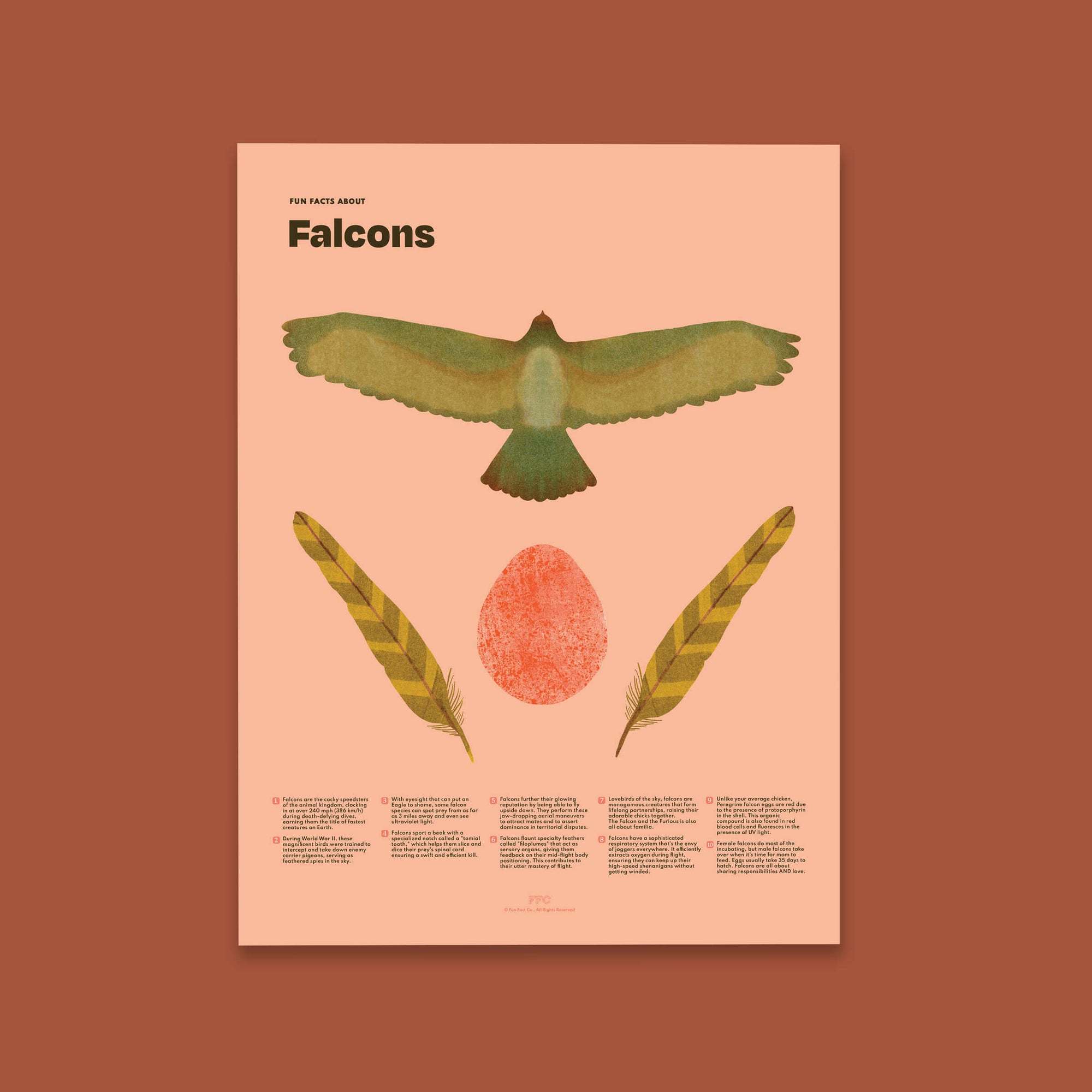 Colorful Falcon Fun Facts Poster displayed unframed by Fun Fact Co.