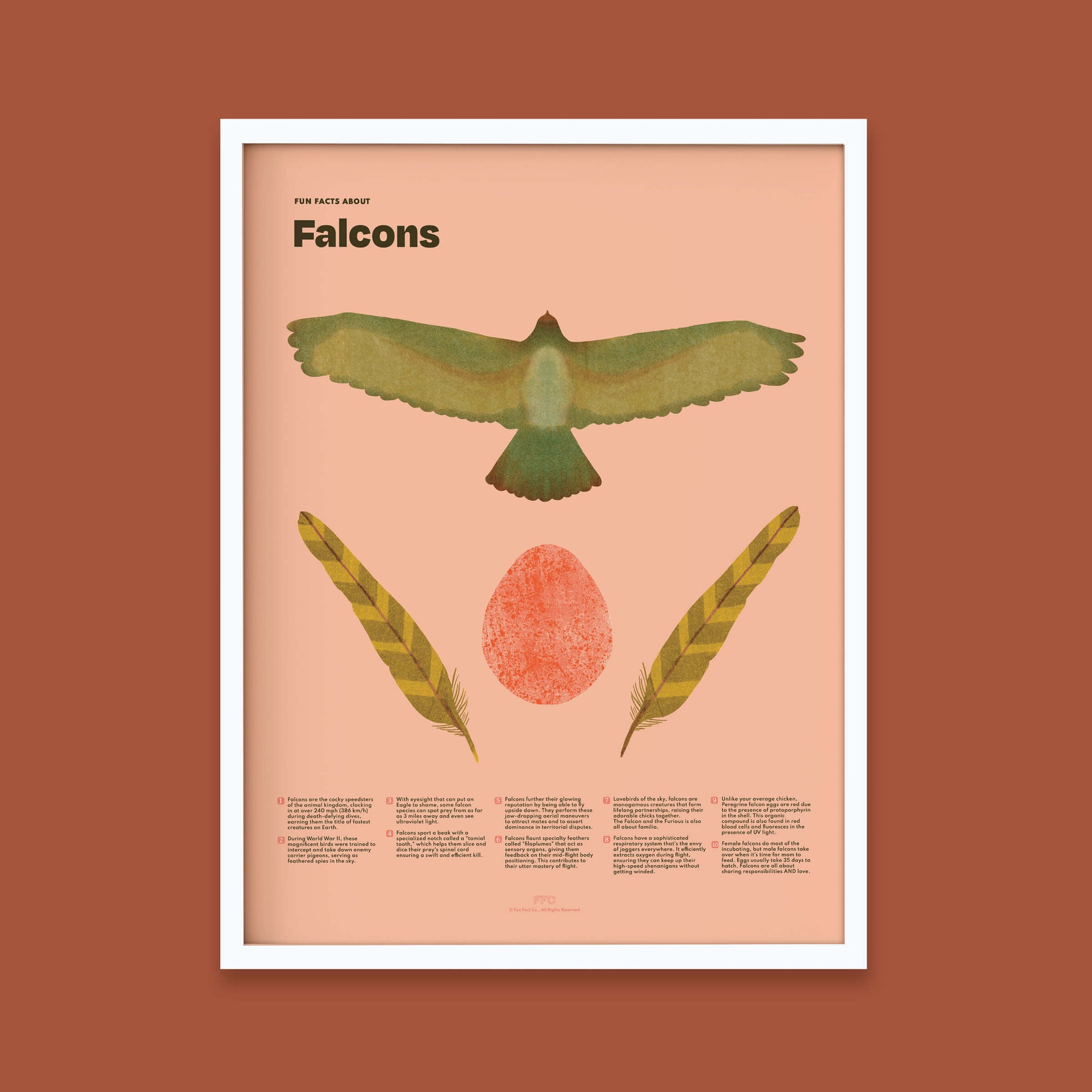 Colorful Falcon Fun Facts Poster displayed in white wood frame by Fun Fact Co.