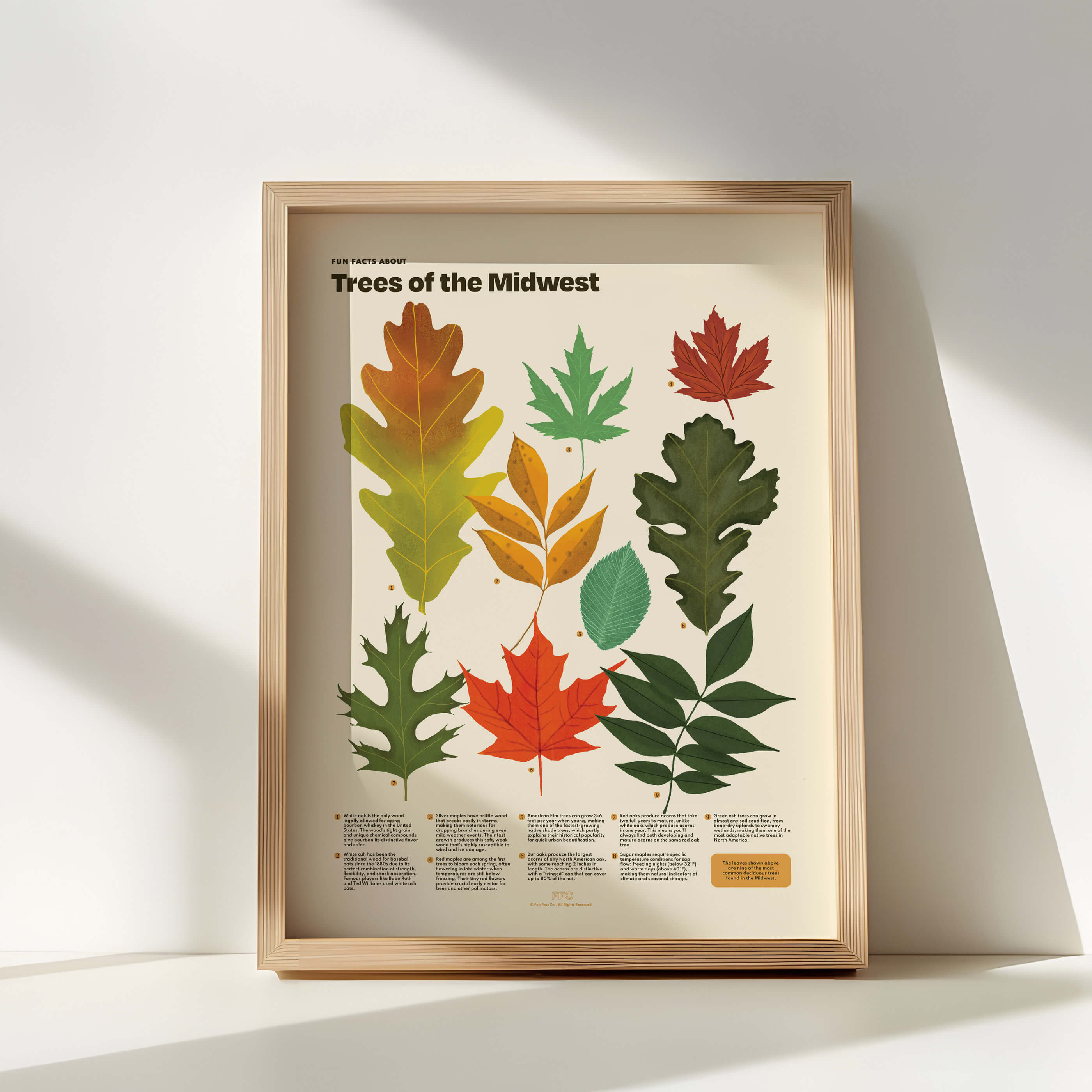 tree leaves scientific illustration poster, natural wood frame in sunlight