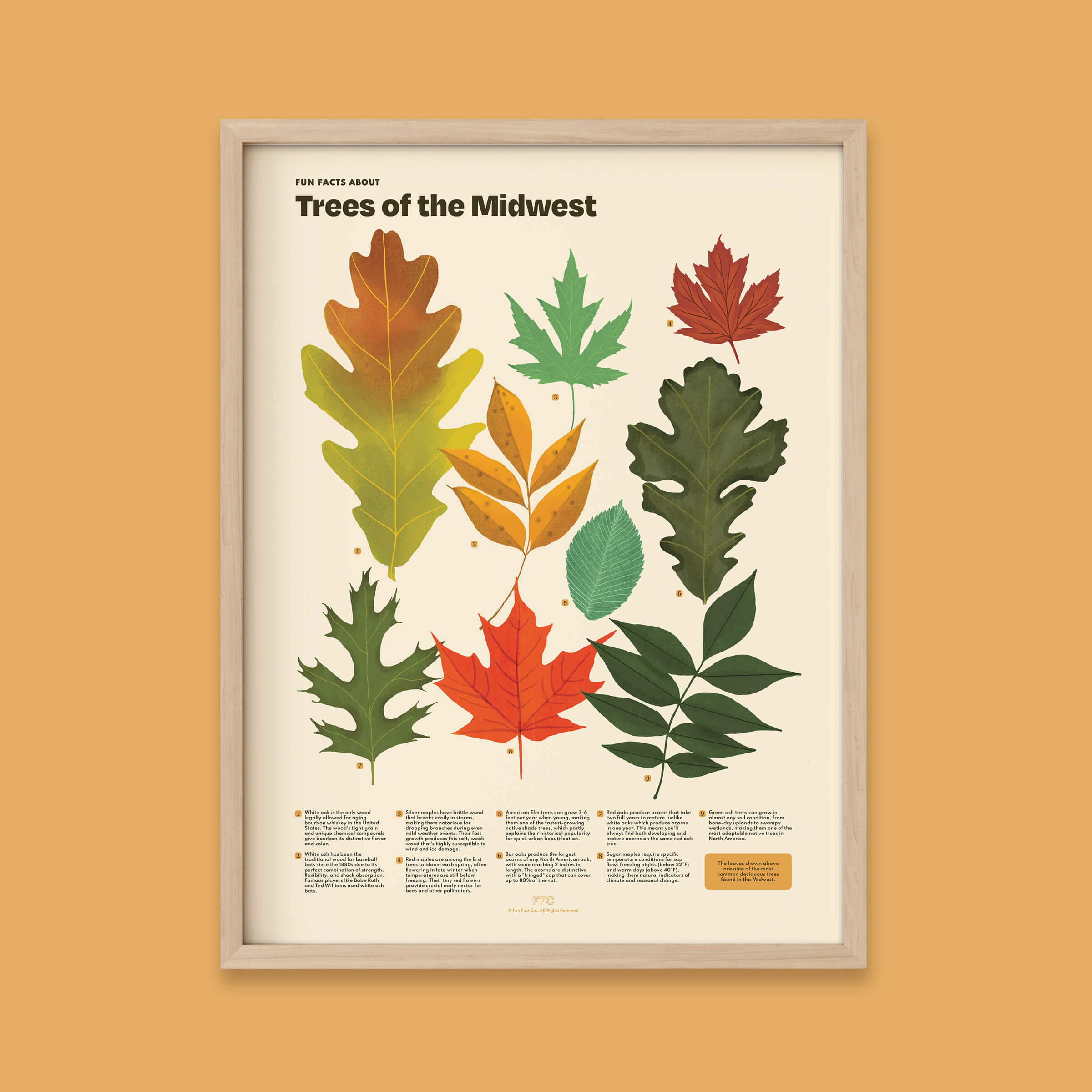 tree leaves scientific illustration poster, natural wood frame