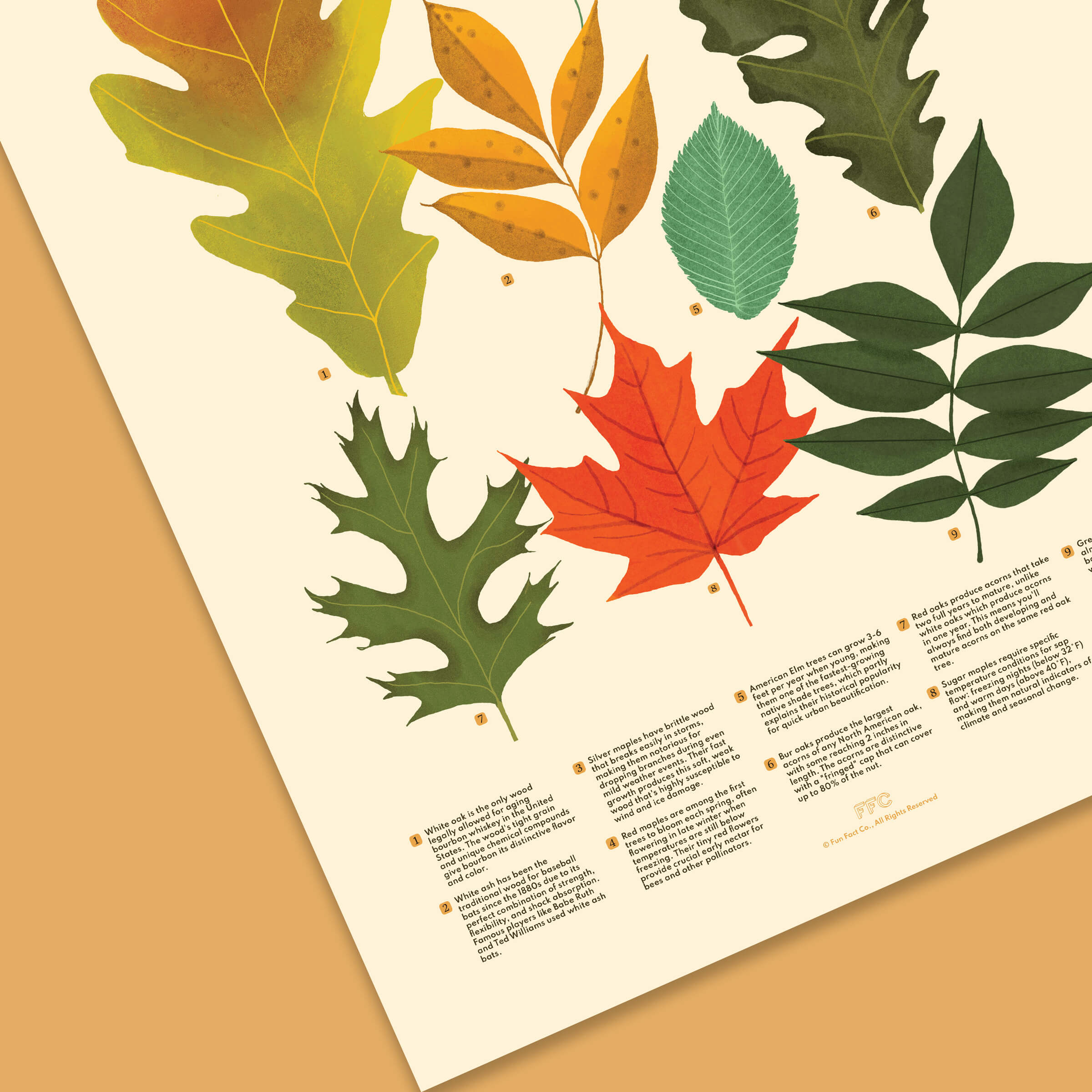 tree leaves scientific illustration poster, close up