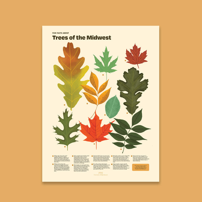 tree leaves scientific illustration poster, unframed