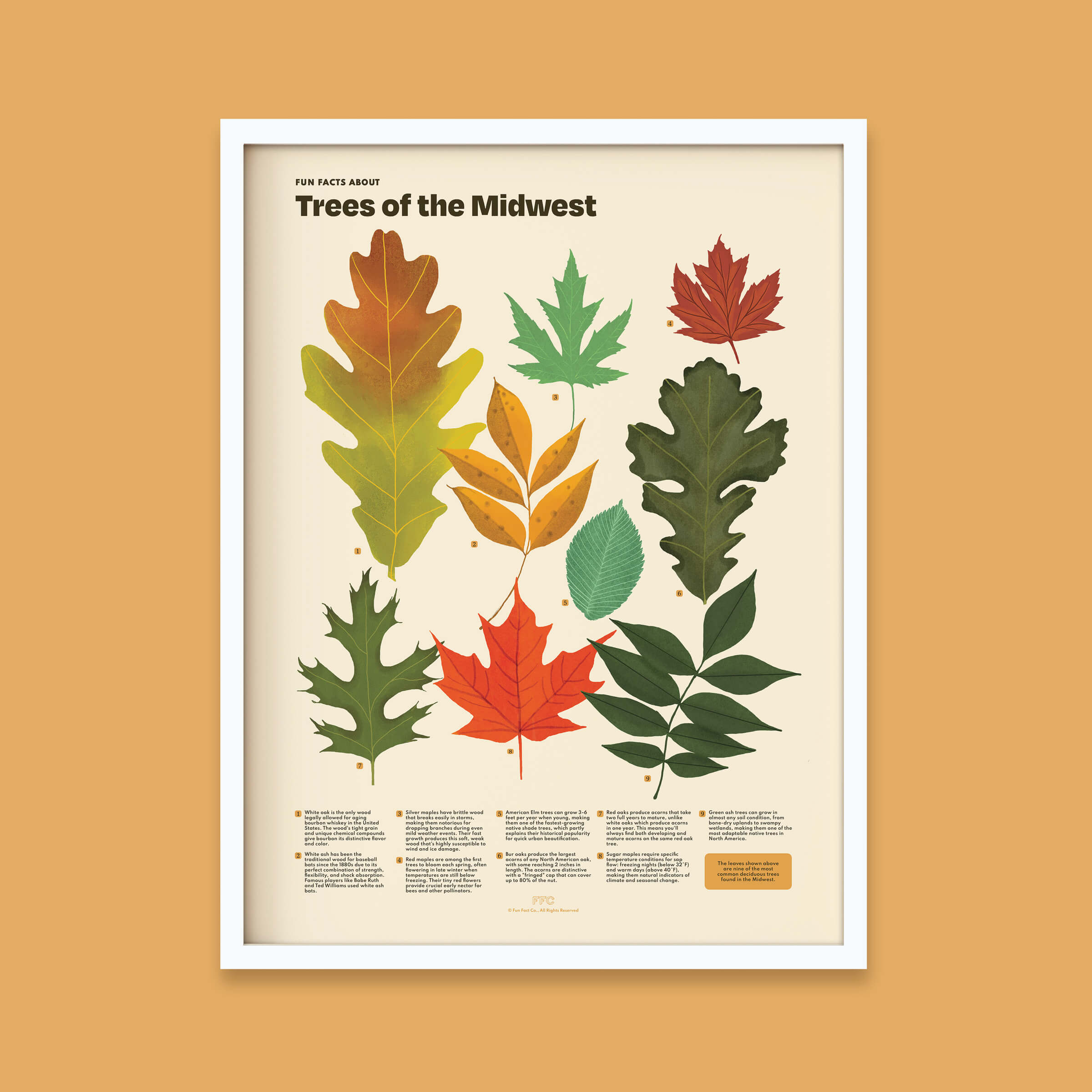 tree leaves scientific illustration poster, white frame